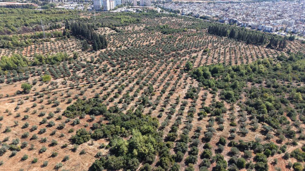 Rekolte Yüzde 30 Düştü, Zeytinyağı Fiyatı Ne Olacak? 7